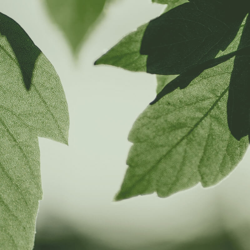 活萃洗面乳使用情境
